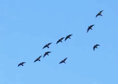 如何激发赛鸽进入巅峰期