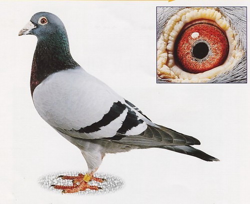 1488085396282417.jpg 30287589_3.jpg