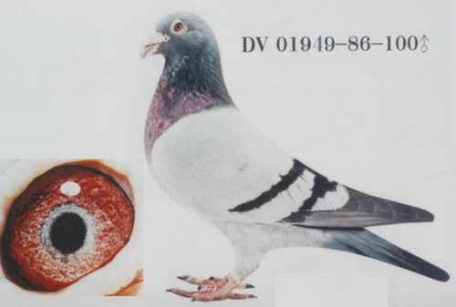 1488085423135954.jpg 30287589_4.jpg