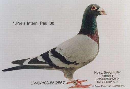 1488085498895018.jpg 30287589_6.jpg