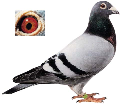 1488085580618581.jpg 30287589_8.jpg