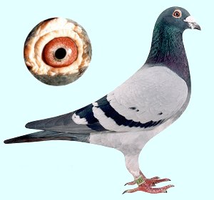 1488085712111495.jpg 30287589_12.jpg