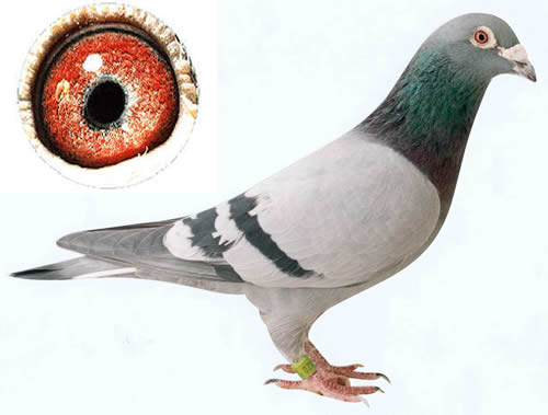 1488085761546933.jpg 30287589_13.jpg