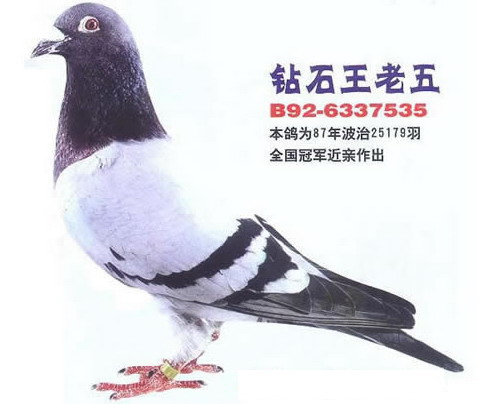 1488085986129301.jpg 30287589_15.jpg