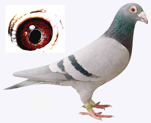 1488086029341069.jpg 30287589_17.jpg