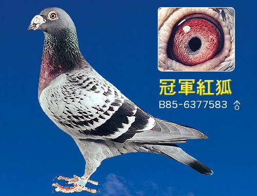 1488086059764416.jpg 30287589_18.jpg