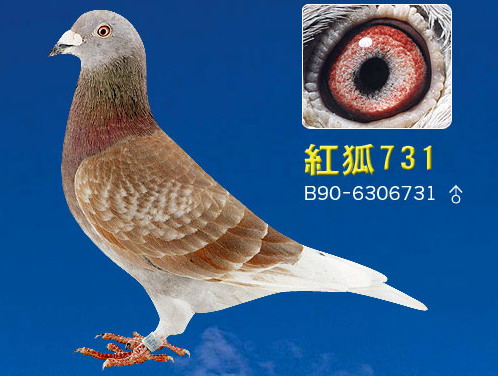 1488086074135352.jpg 30287589_19.jpg