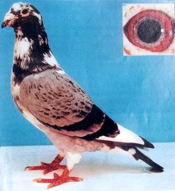 1488086090113371.jpg 30287589_21.jpg