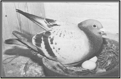 1488086273181421.jpg 30287589_26.jpg