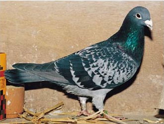 1488086297133927.jpg 30287589_27.jpg