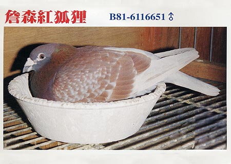 1488086317849447.jpg 30287589_28.jpg