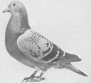 1488086333102432.gif 30287589_29.gif