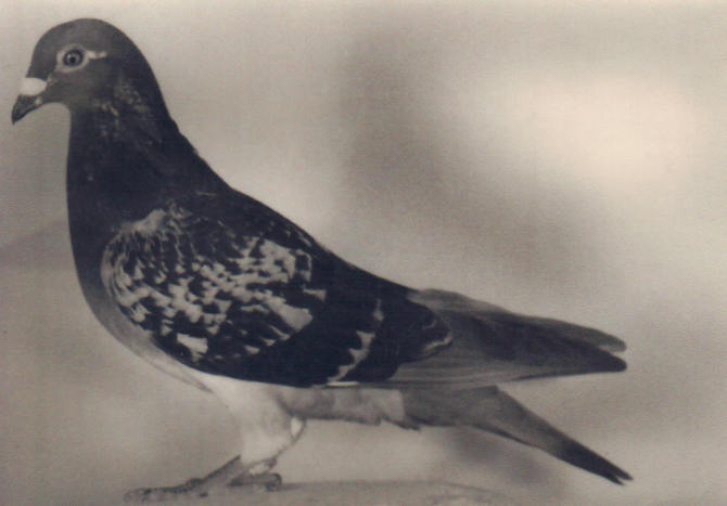 1488086356107721.jpg 30287589_30.jpg