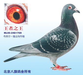 1488086383901687.jpg 30287589_31.jpg