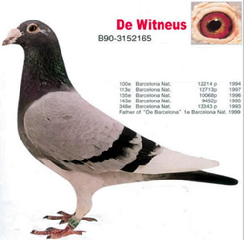 1488087035552958.jpg 30287589_44.jpg