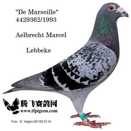 1488087473930777.jpg 30287589_56.jpg