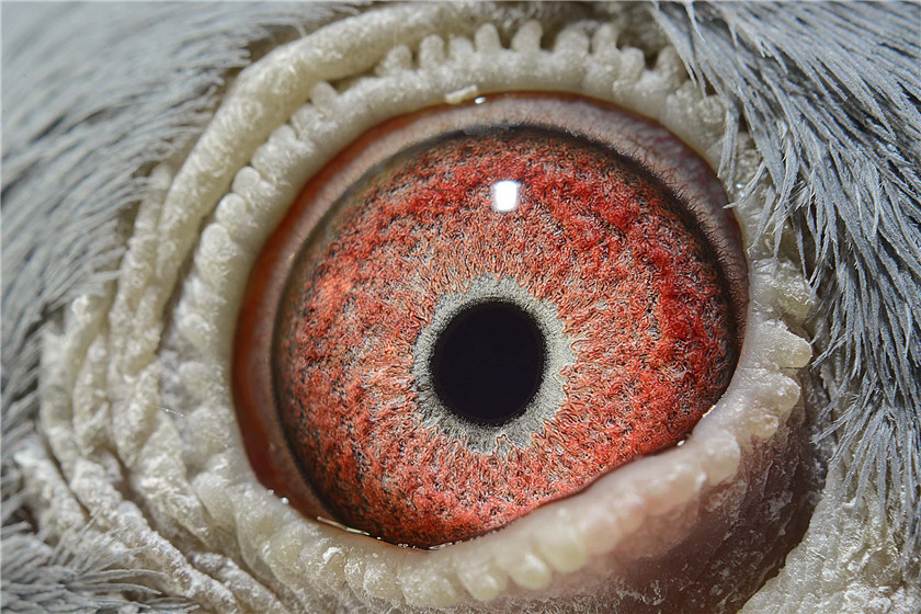 1496986926133734.jpg 694-2.jpg