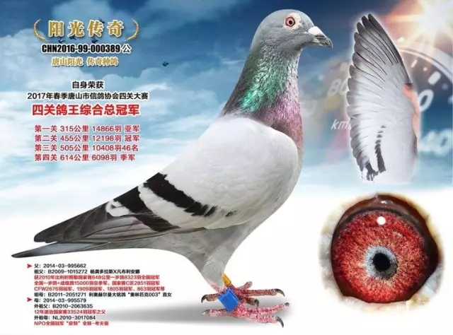 超级赛鸽 “阳光传奇”.webp.jpg