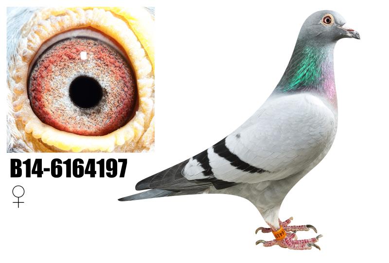 1498102437136582.jpg webwxgetmsgimg.jpg