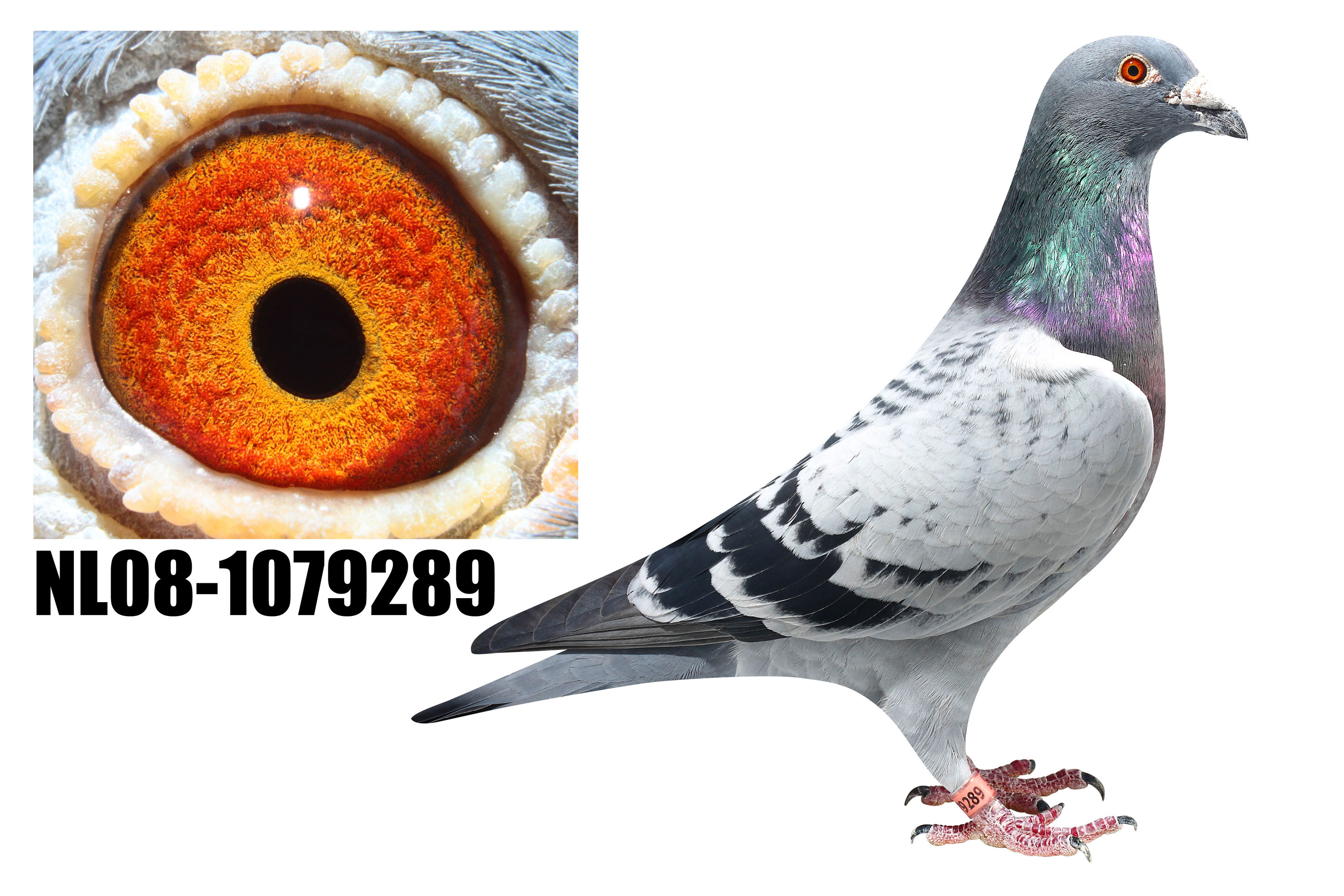 1498107163326051.jpg 6.1.jpg