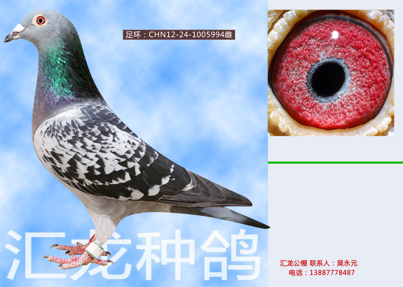 1498110167745568.jpg 0.2.jpg