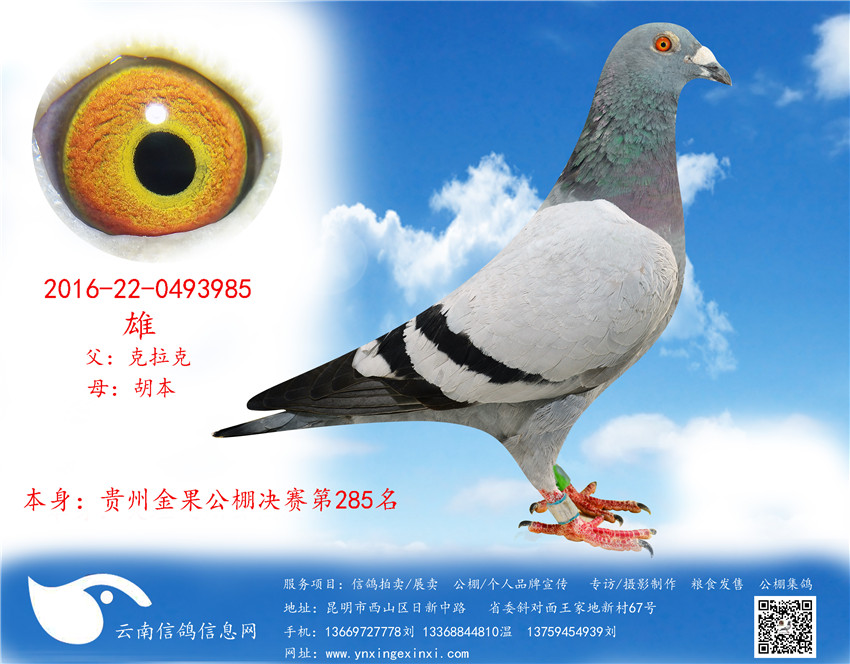 1499251673151084.jpg 985.jpg